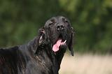 FILA BRASILEIRO 149
